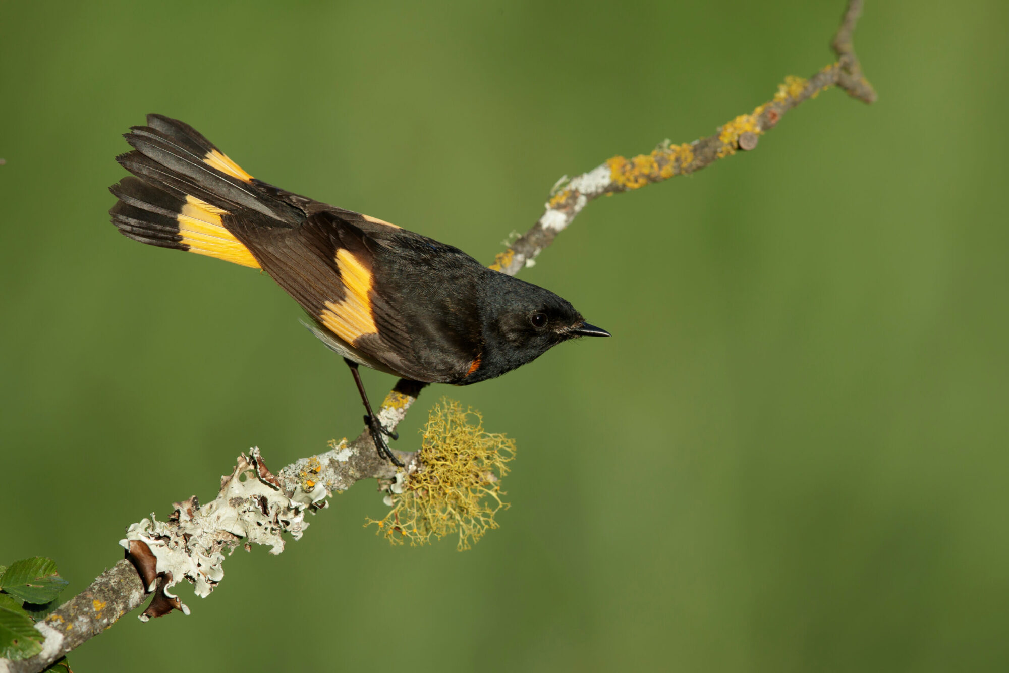 Bird Of The Week- May 11 – St. Louis Audubon Society