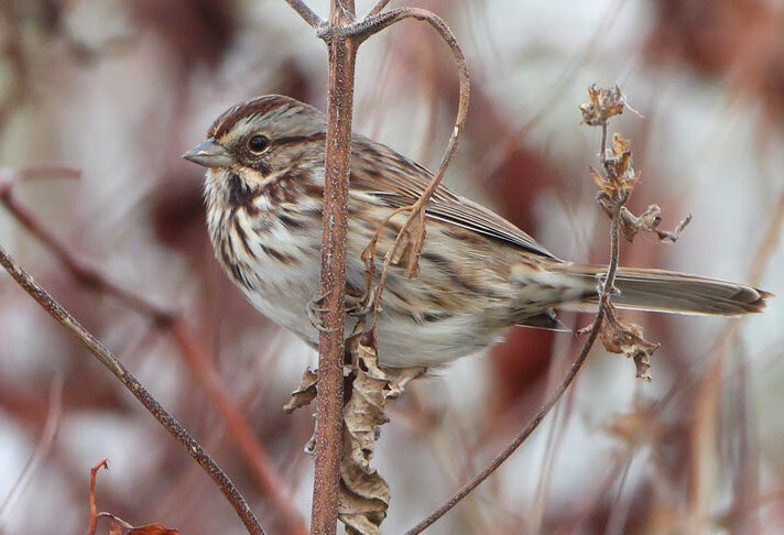 Bird of the Week- Song Sparrow