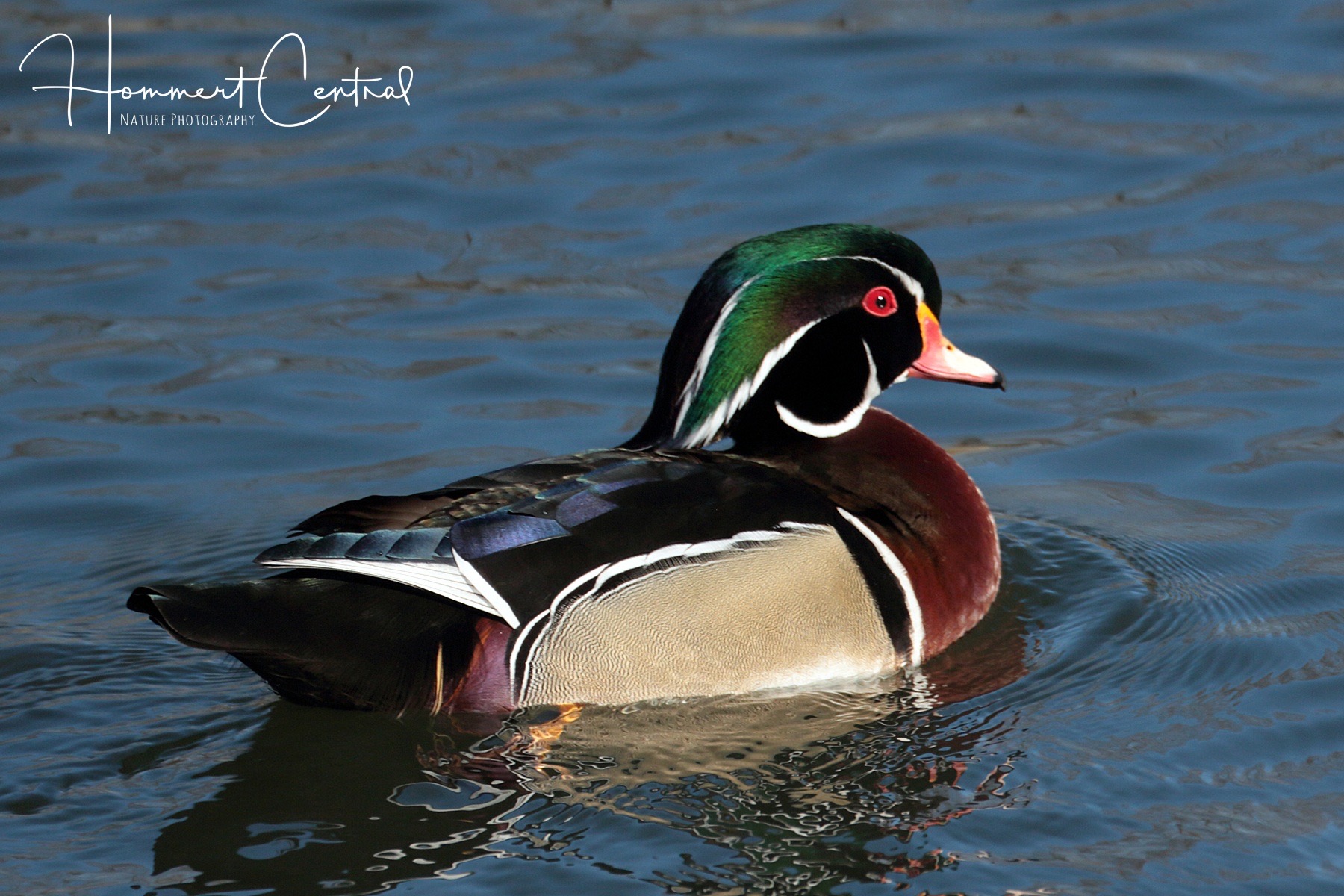 Bird of the Week- Wood Duck