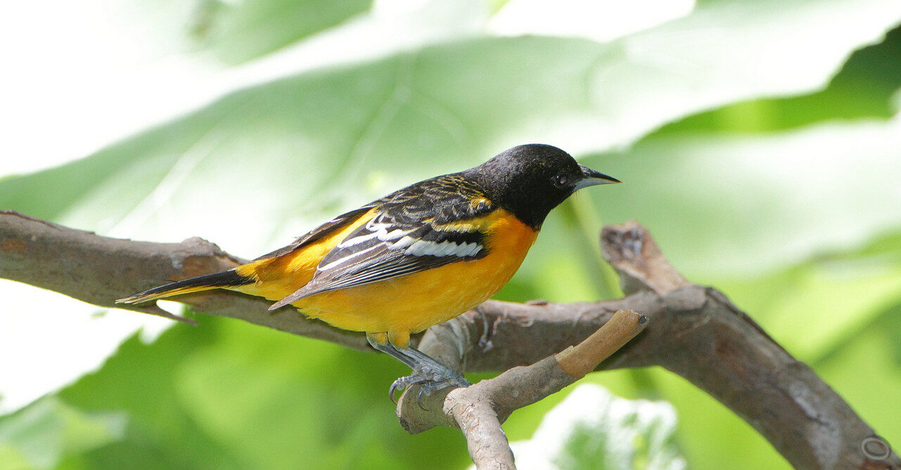 Bird of the Week- Baltimore Oriole