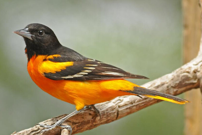 The Orange Brilliance of the Baltimore Oriole - Schlitz Audubon