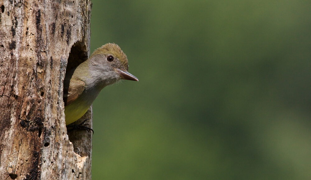 Bird of the Week- Great Crested Flycatcher