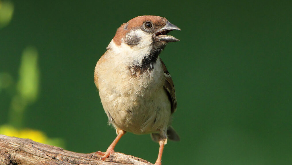 Bird of the Week- Eurasian Tree Sparrow