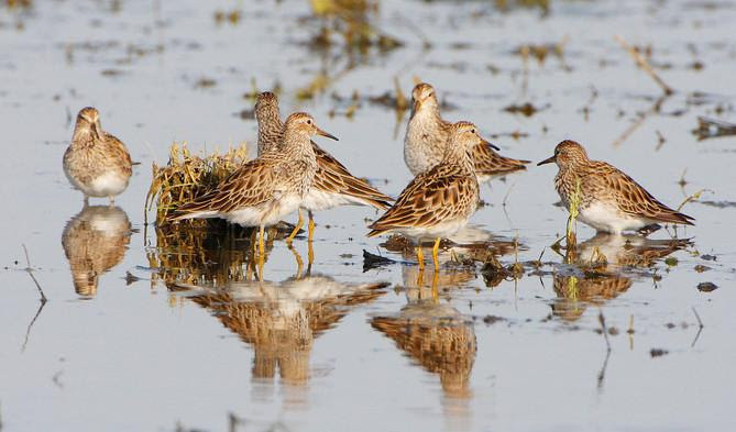 Bird of the Week- Pectoral Sandpiper