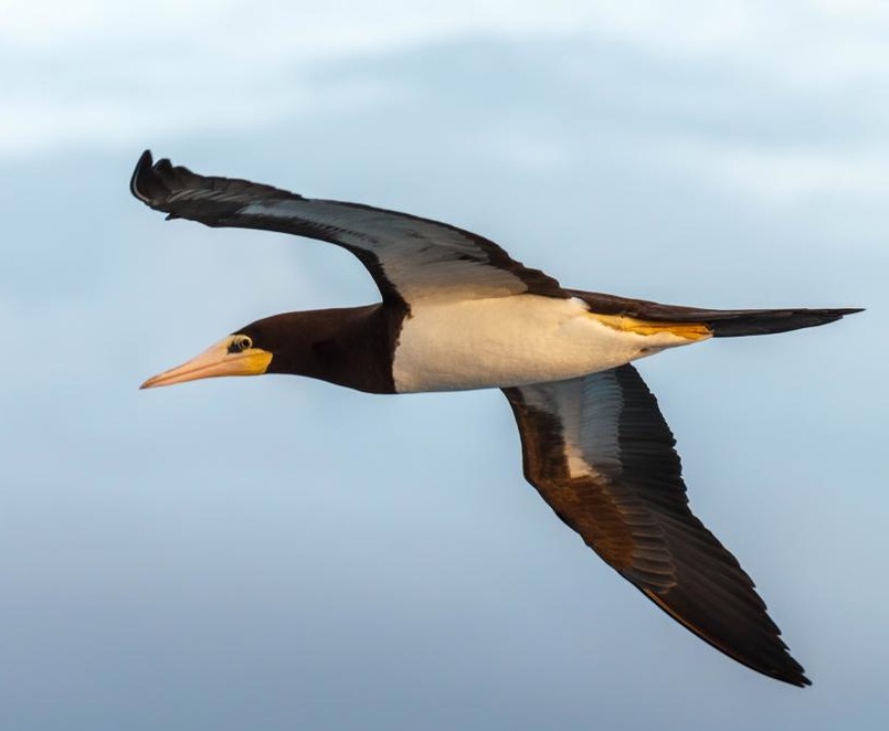 Bird of the Week- Brown Booby