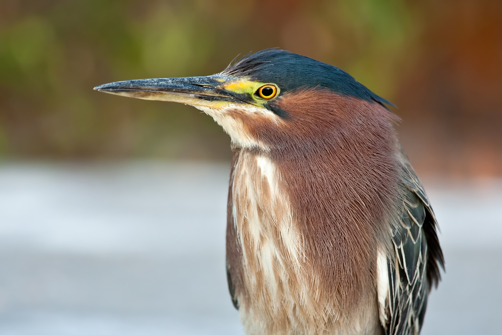 Bird of the Week- Green Heron