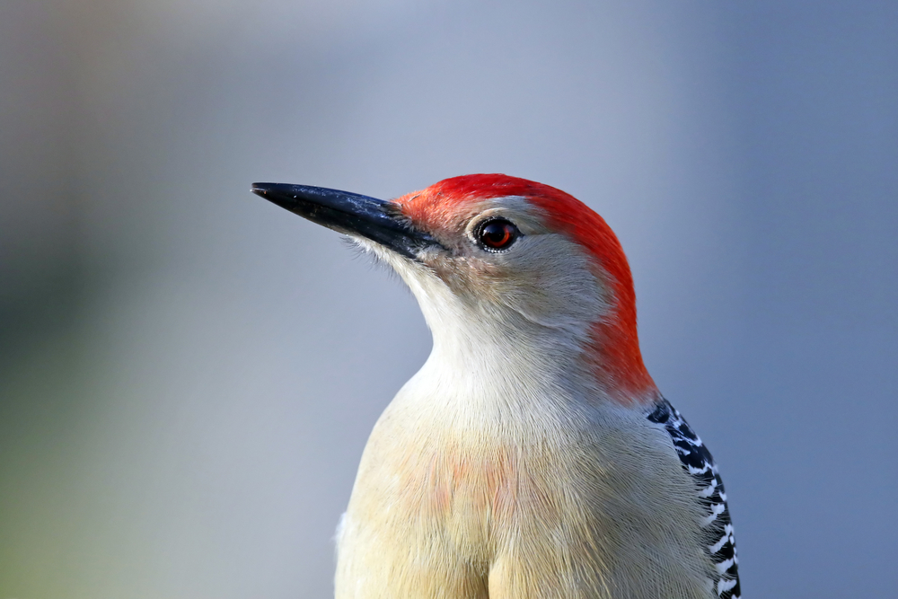 Bird of the Week- Red-bellied Woodpecker