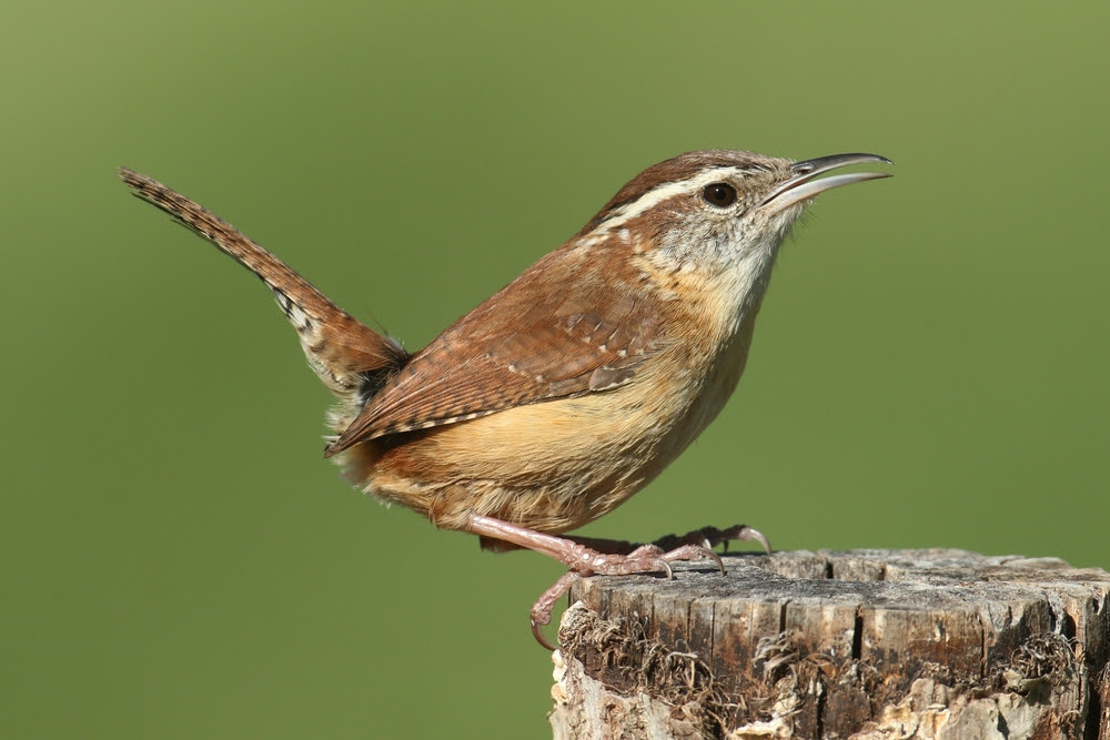 Bird of the Week- Carolina Wren