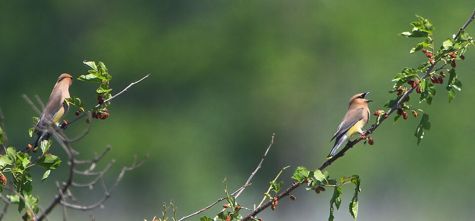 Bird of the Week- Cedar Waxwing