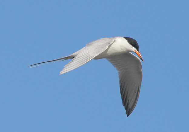 Bird of the Week- Forster’s Tern