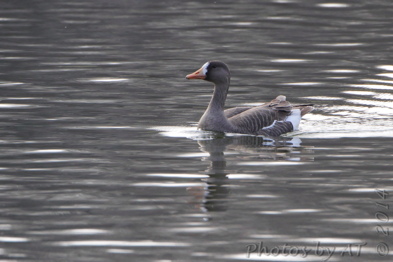 Bird of the Week- Greater White-fronted Goose