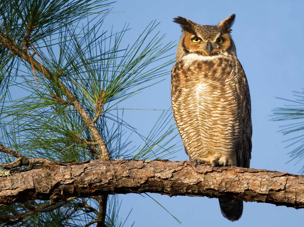 Bird of the Week- Great Horned Owl