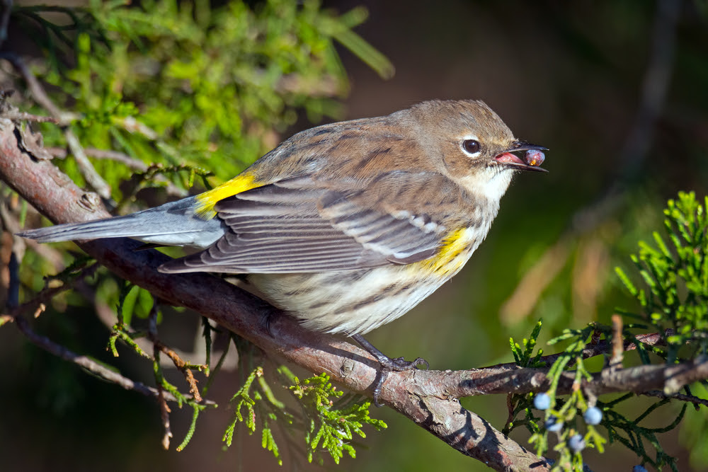 Bird of the Week- Yellow-rumped Warbler