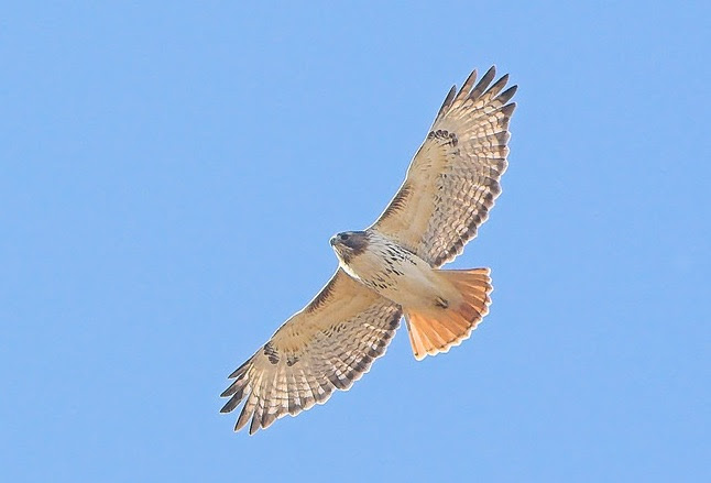 Bird of the Week- Red-tailed Hawk