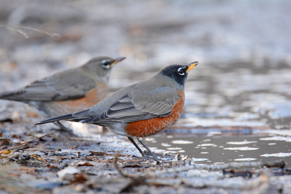 male and female robins