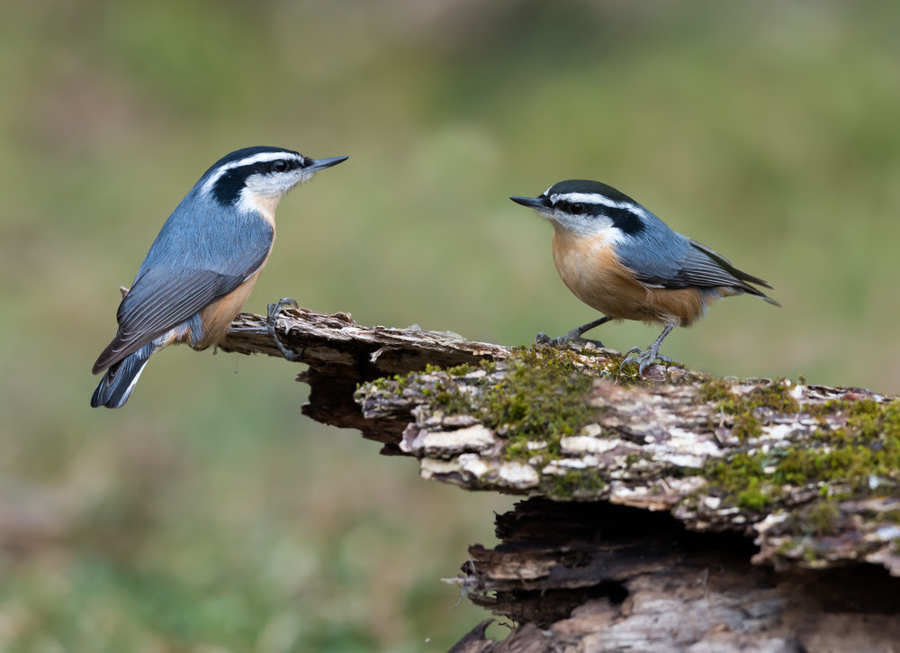 Bird of the Week- Red-breasted Nuthatch