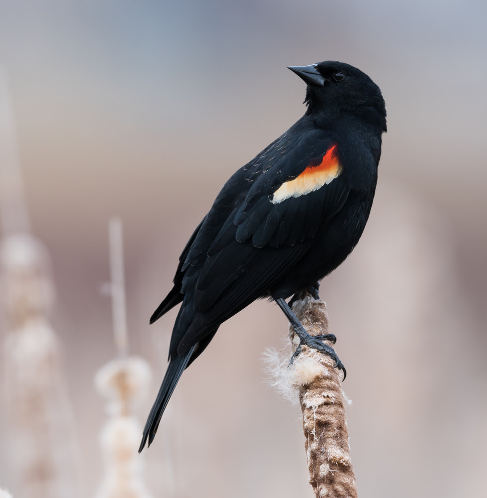 Bird of the Week- Red-winged Blackbird