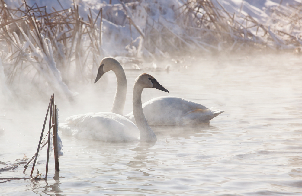 Bird of the Week- Trumpeter Swan