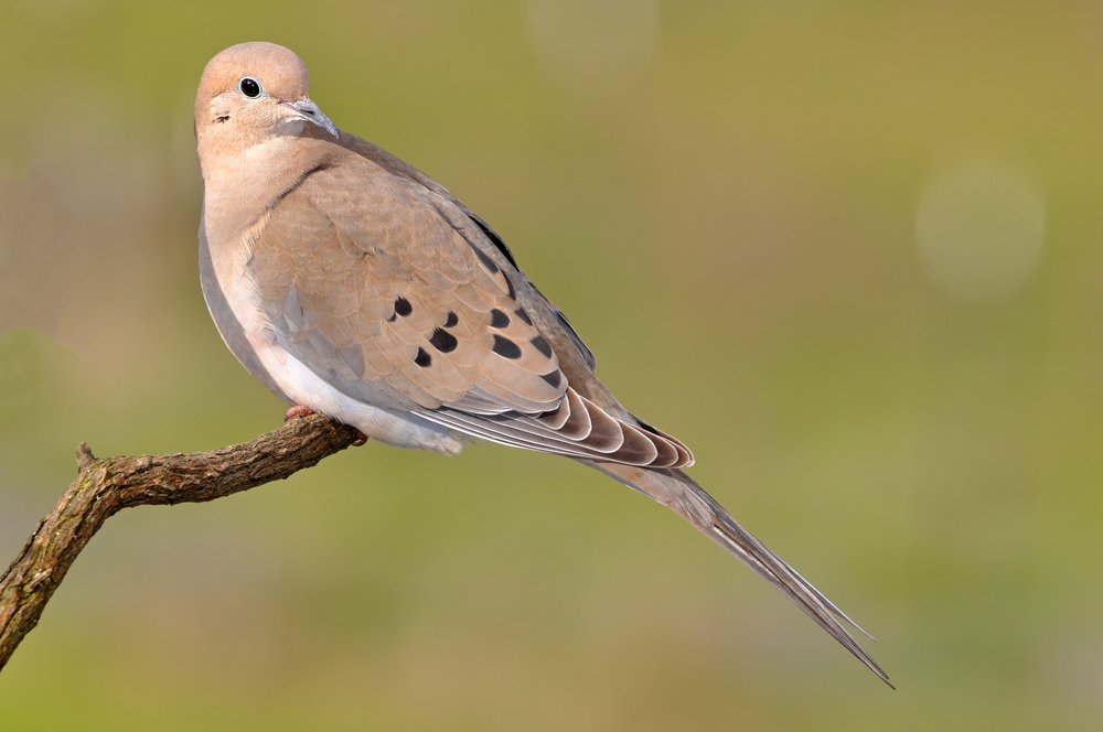 Bird of the Week- Mourning Dove