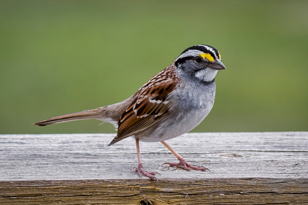 Bird of the Week- White-throated Sparrow