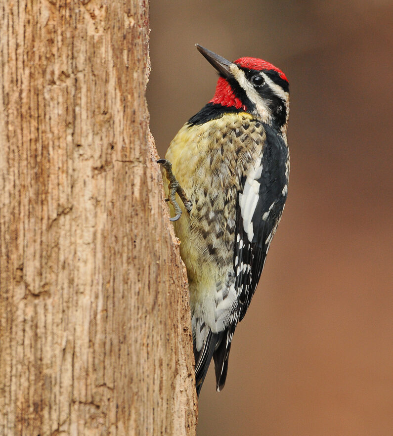 Bird of the Week- Yellow-bellied Sapsucker