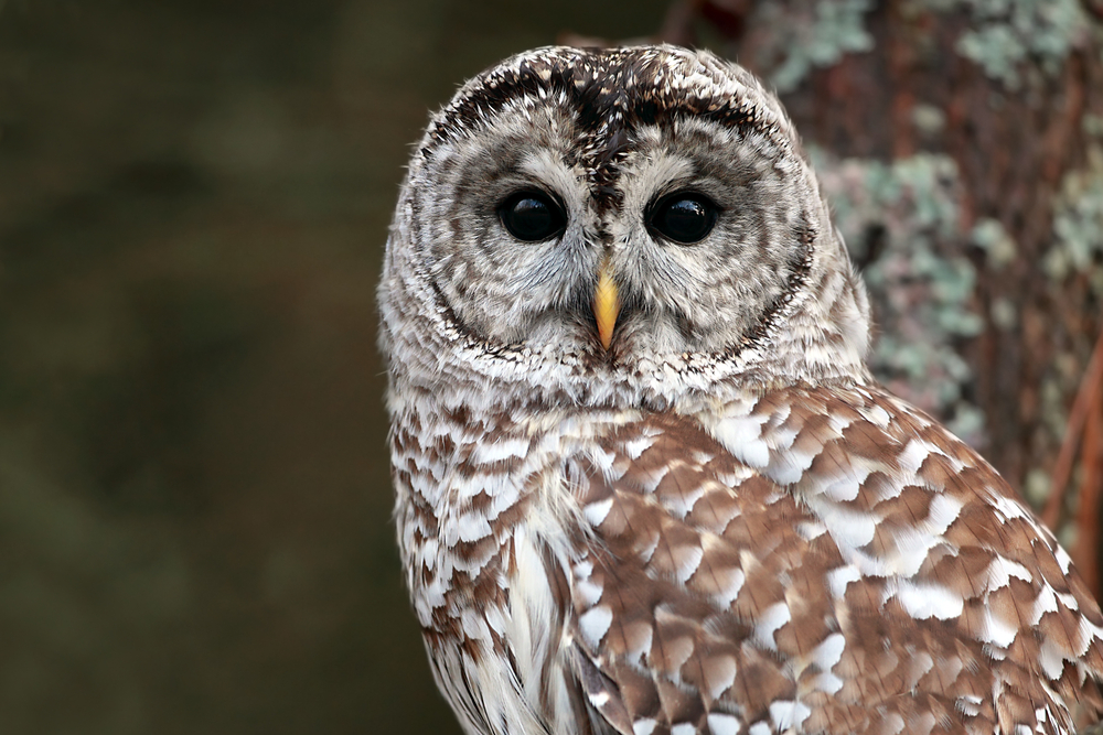 Owls Of Missouri St Louis Audubon Society Owls Of Missouri St Louis Audubon Society