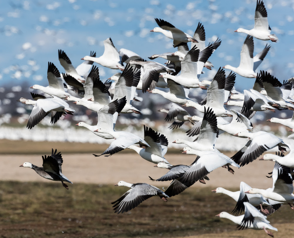 Bird of the Week- Snow Goose