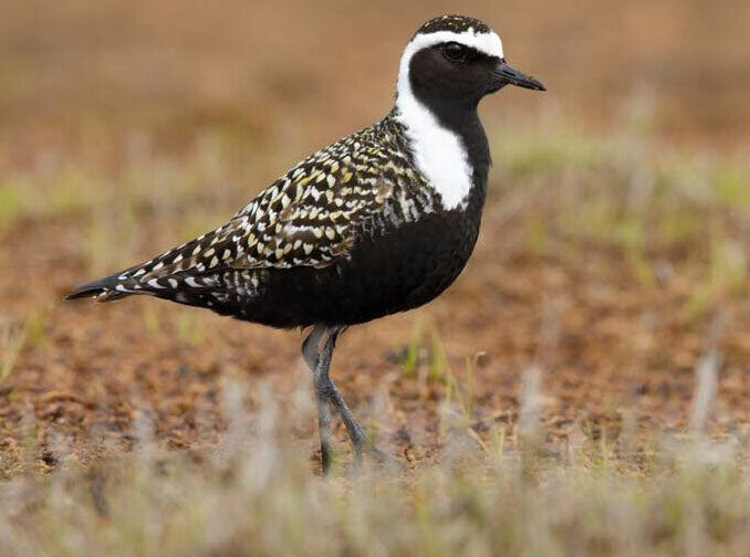 Bird of the Week- American Golden-Plover