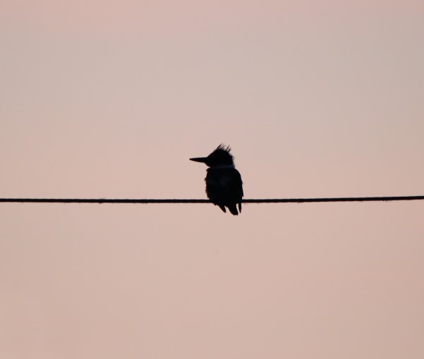 Bird of the Week- Belted Kingfisher