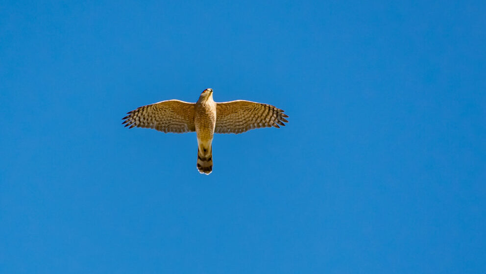 Bird of the Week- Cooper’s Hawk