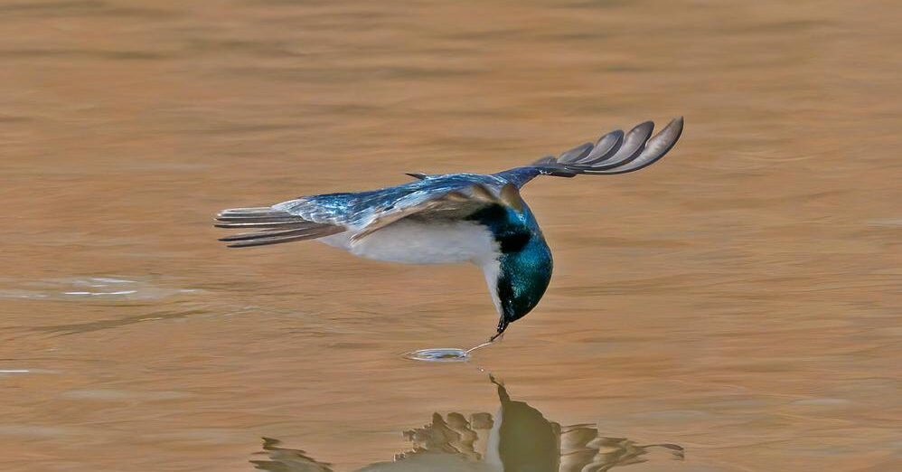 Bird of the Week- Tree Swallow