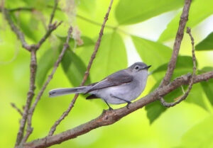 Blue-gray Gnatcatcher  Nebraska Bird Library