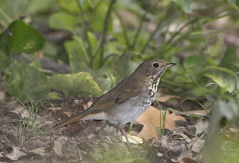 Bird of the Week- Hermit Thrush