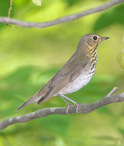 Bird of the Week- Hermit Thrush – St. Louis Audubon Society