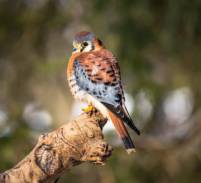 Bird of the Week- American Kestrel