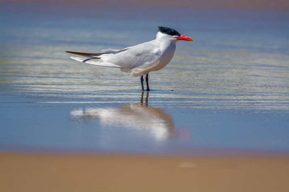 Gulls & Terns of Spring