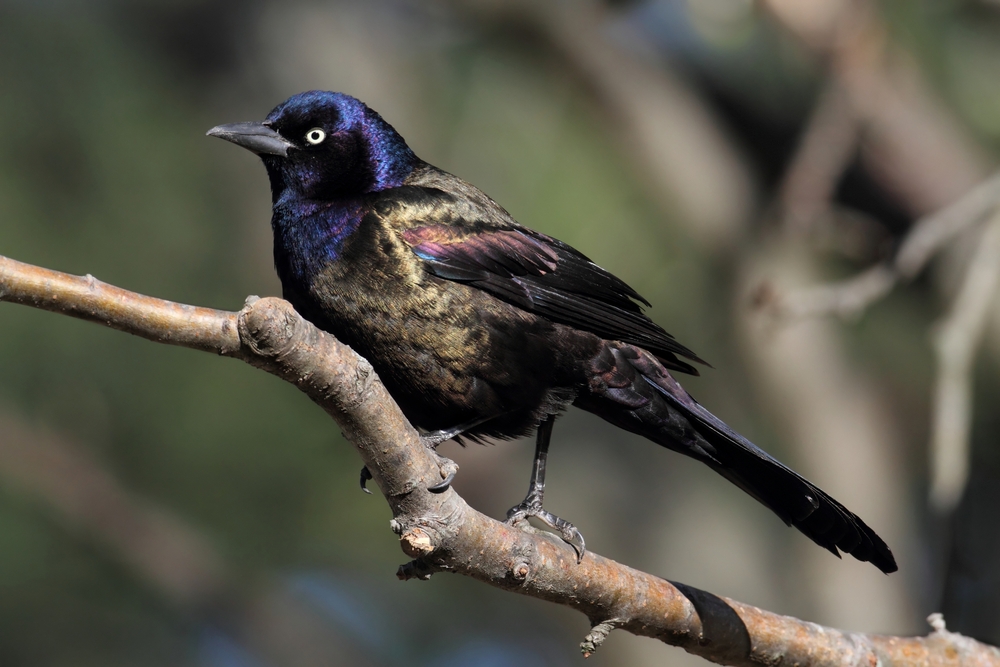 Bird of the Week- Common Grackle