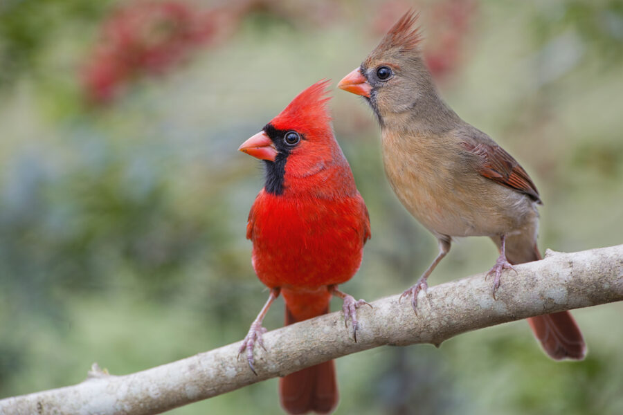 Bird Appreciation – St. Louis Audubon Society