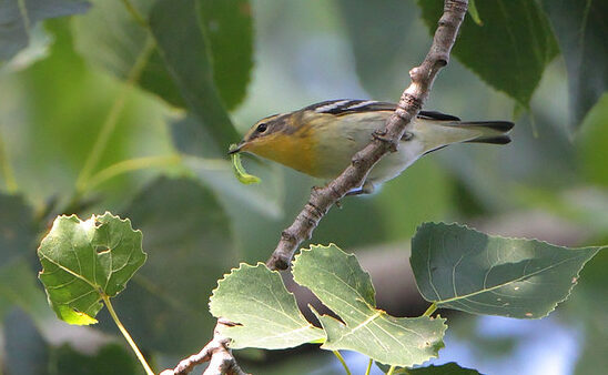 Bird Of The Week- Blackburnian Warbler – St. Louis Audubon Society