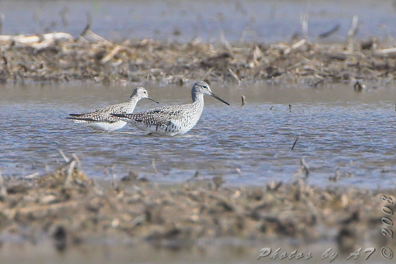 Bird of the Week- Greater and Lesser Yellowlegs