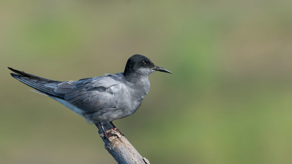 Bird of the Week- Black Tern