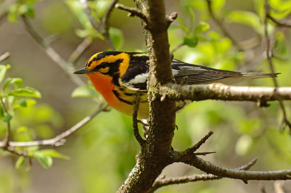 Bird of the Week- Blackburnian Warbler