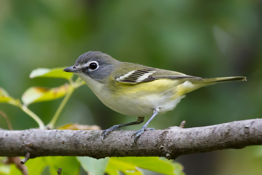 Bird of the Week- Blue-headed Vireo