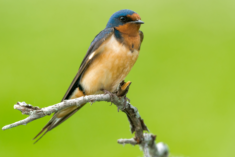 Bird of the Week- Barn Swallow