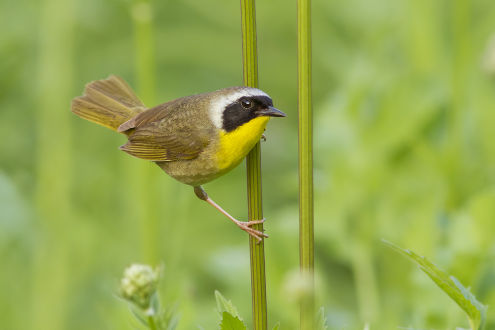 Bird of the Week- Common Yellowthroat