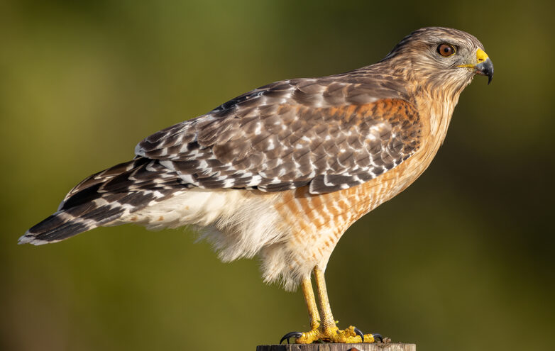 Bird of the Week- Red-shouldered Hawk