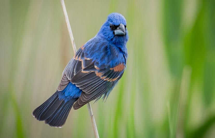 Bird of the Week- Blue Grosbeak