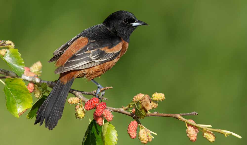 Bird of the Week- Orchard Oriole