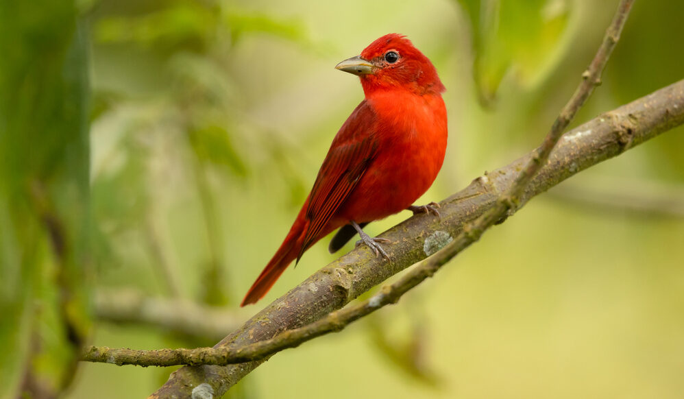 Bird of the Week- Summer Tanager