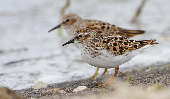 Bird of the Week- Least Sandpiper